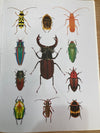 Insects Puzzle Book