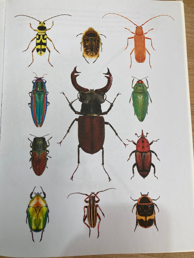 Insects Puzzle Book