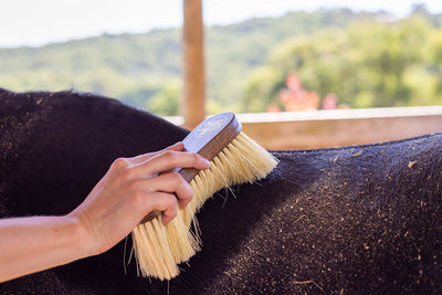 Hairy Pony Flick Brush