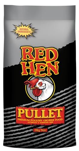 Laucke Red Hen Pullet