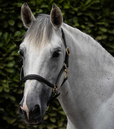 Premier Equine Rego Padded Leather Head Collar