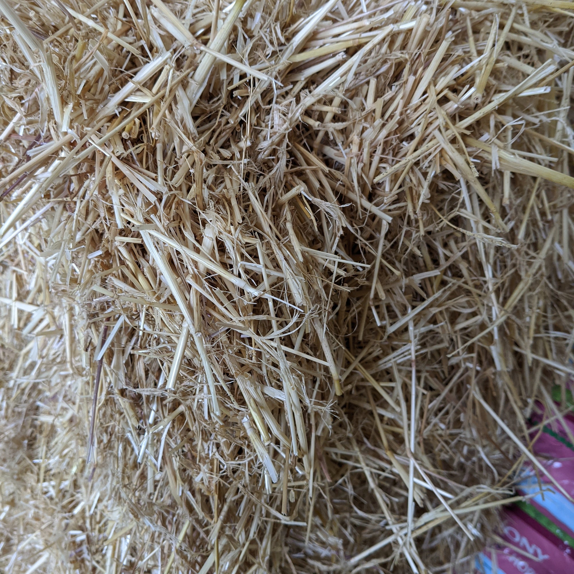 Barley Straw