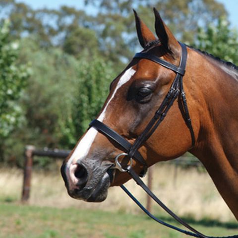 Grainge Show Snaffle Bridle