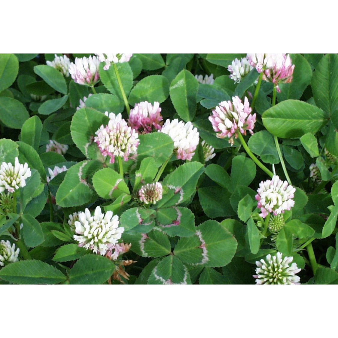 Paradana Balansa Clover Seeds