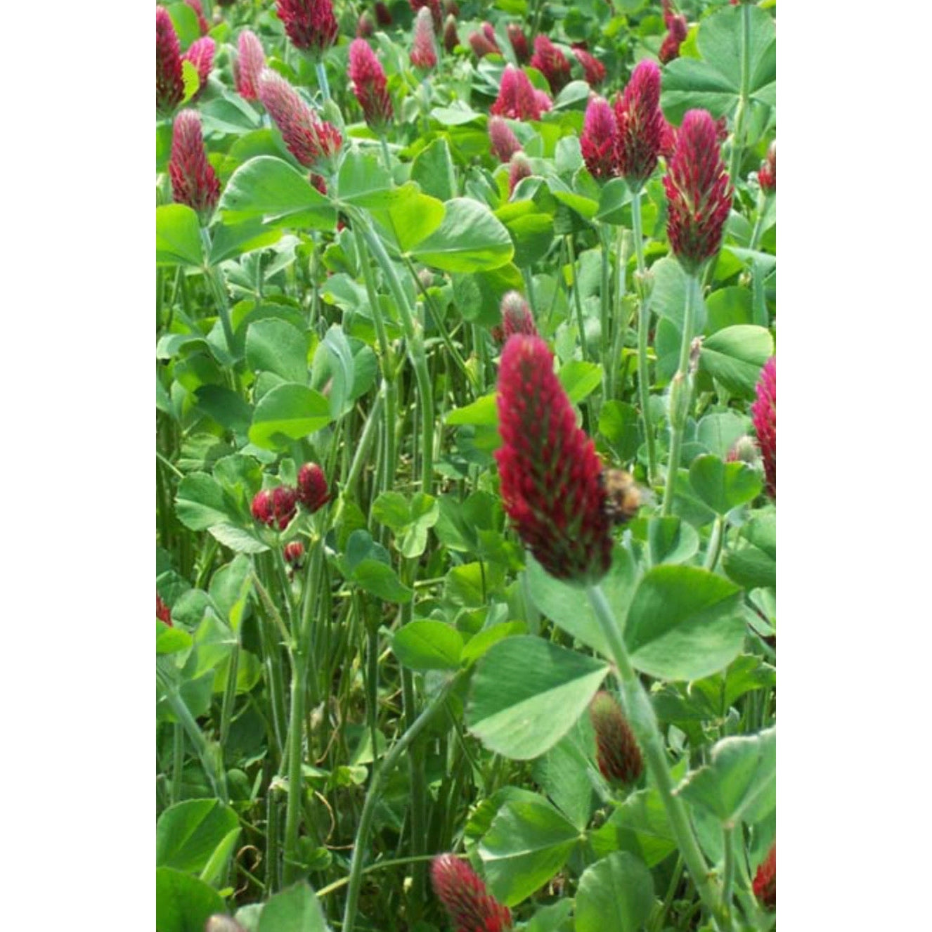 Crimson Clover Seeds