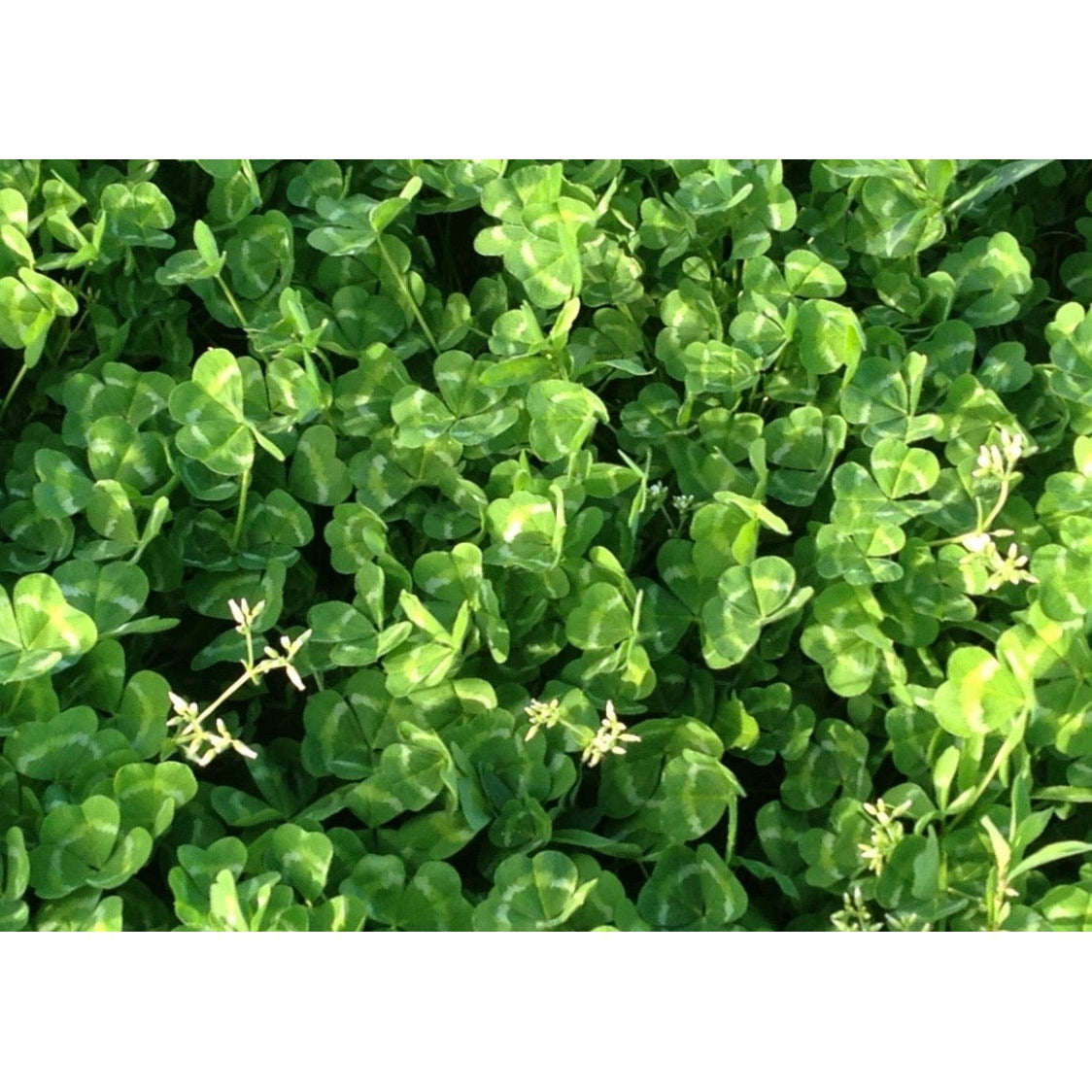 Narrikup FF Sub Clover Seeds