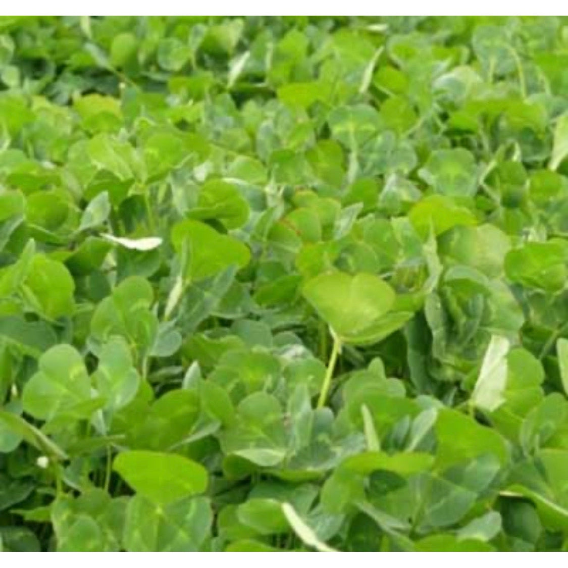 Gosse Sub Clover Seeds