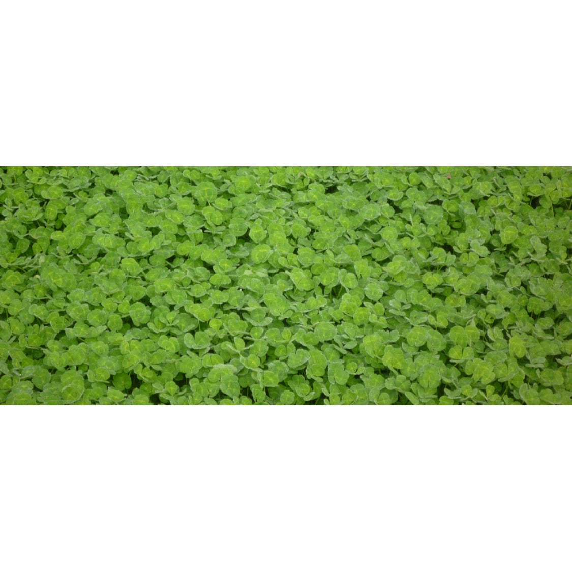 Rosabrook Sub Clover Bare Seeds
