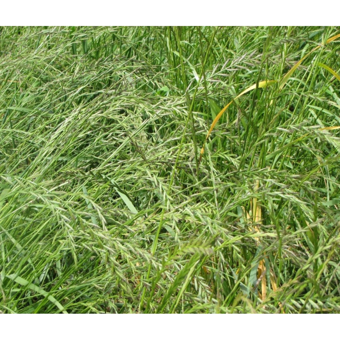 Winterhawk Ryegrass Seeds