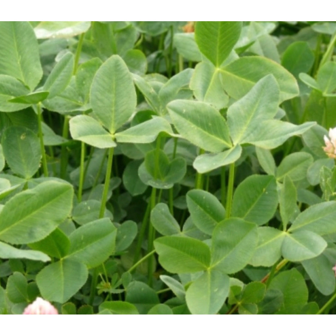Persian Shaftal Clover Seeds