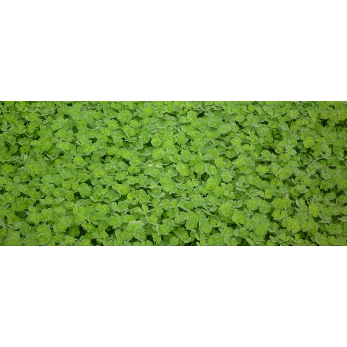 Rosabrook Sub Clover Coated Seeds
