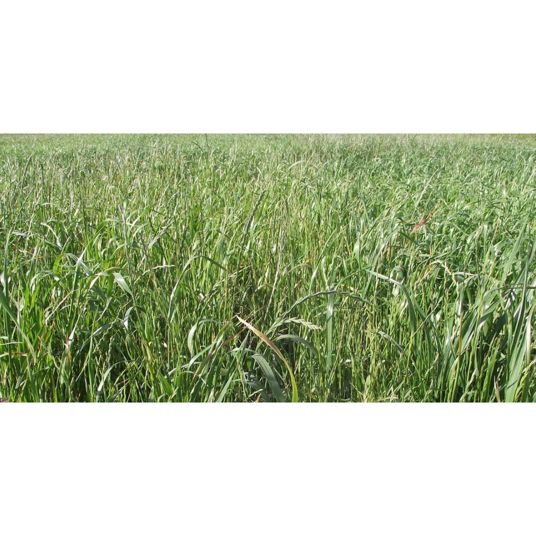 Tetila Ryegrass Seeds