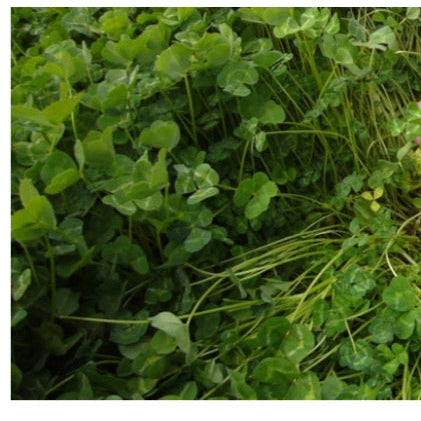 Woogenellup Sub Clover Seeds