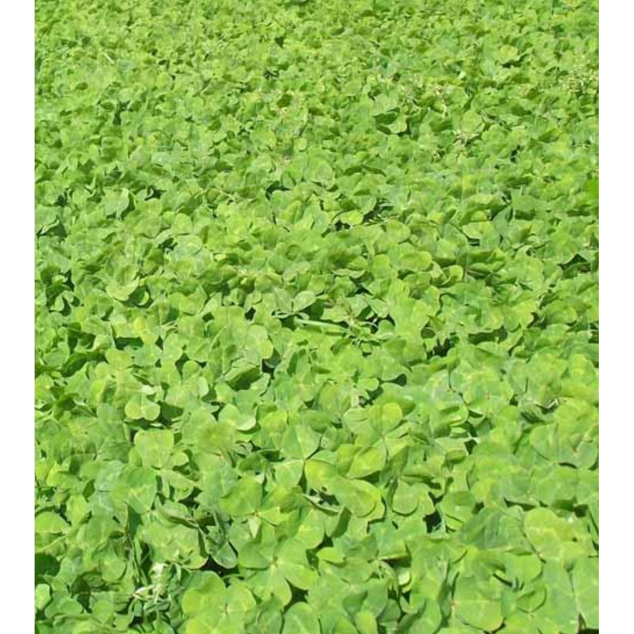 Black/White Sub Clover Seeds