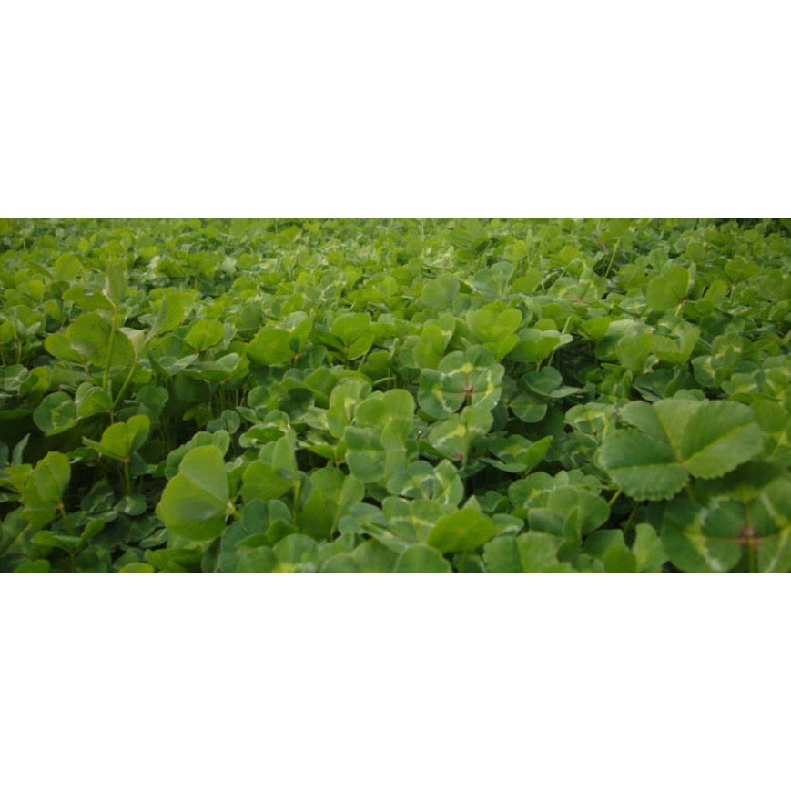 Seaton Park Sub Clover Seeds