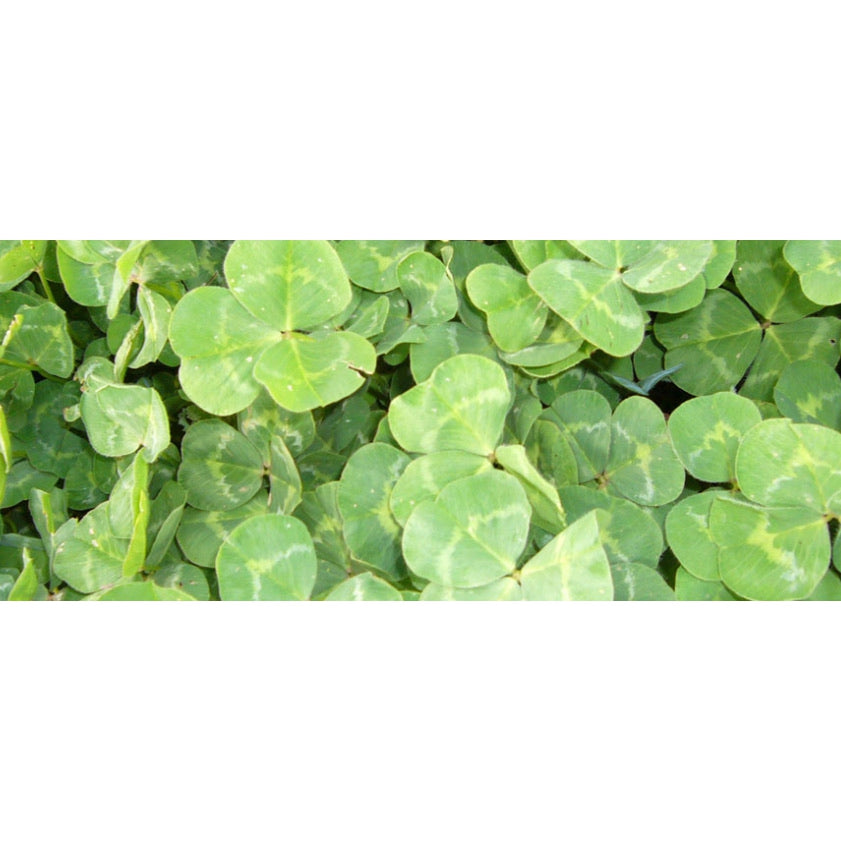Trikkala Sub Clover Seeds