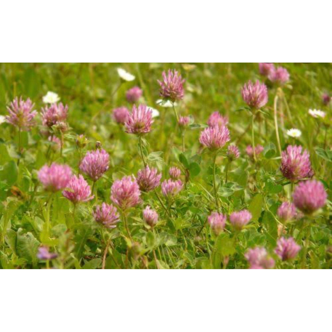 Red Clover Seeds