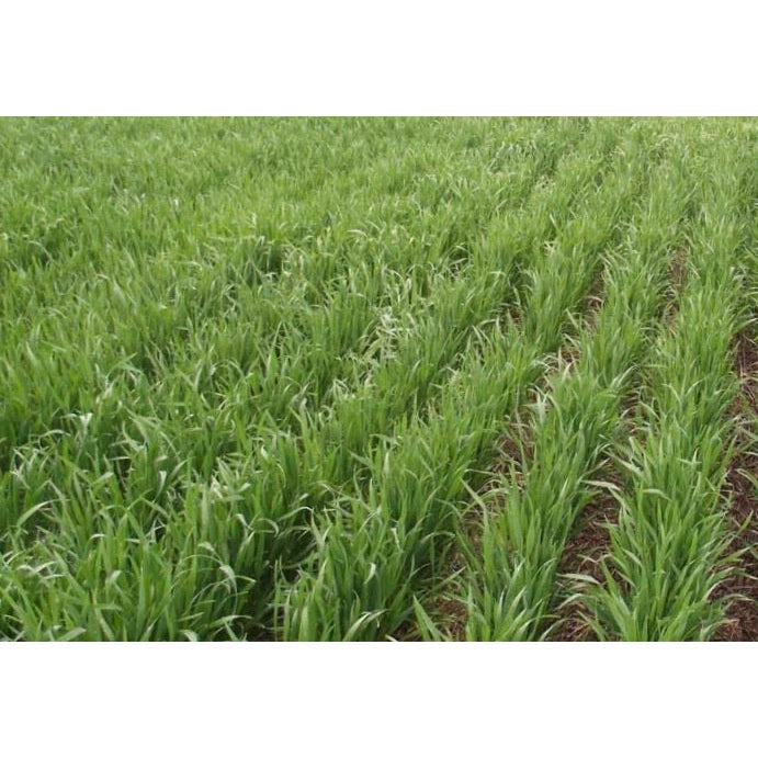 Mulgara Oats Seeds