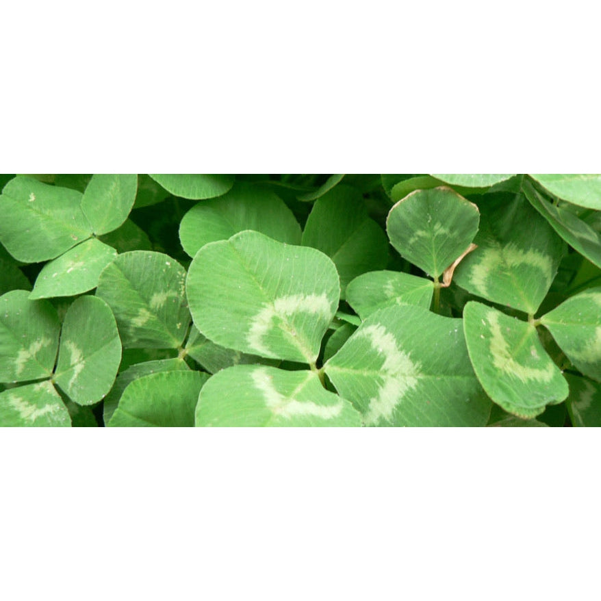 Haifa White Clover Seeds
