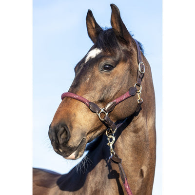 LeMieux Lasso Headcollar-LeMieux-Southern Sport Horses