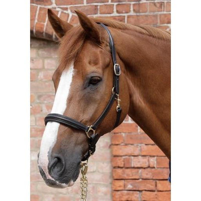 Premier Equine Padded Leather Head Collar-Headcollar-Southern Sport Horses
