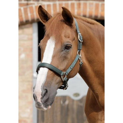 Premier Equine Plain Padded Headcollar-Premier Equine International-Southern Sport Horses